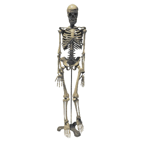 white skeleton